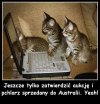 Sprzedamy kundla na aukcji