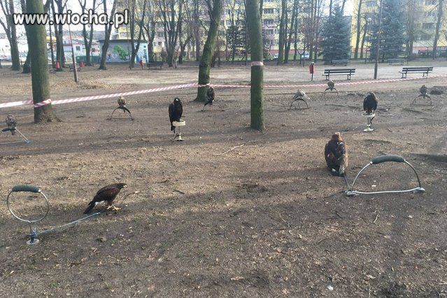Idioci z radomszczańskiego urzędu miasta tak.. 