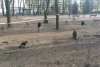 Idioci z radomszczańskiego urzędu miasta tak.. 