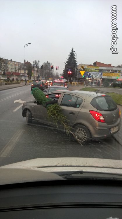 A choinkę wożę tak...