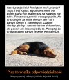 Szkoda, że jest tylu idiotów i tego nie rozumieją