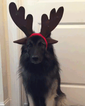 Pies Rudolf