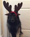 Pies Rudolf