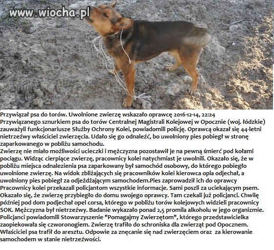 Przywiązał psa do torów