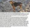 Przywiązał psa do torów