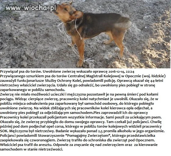 Przywiązał psa do torów