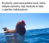 Krystyna i jej dziewczy rejs.