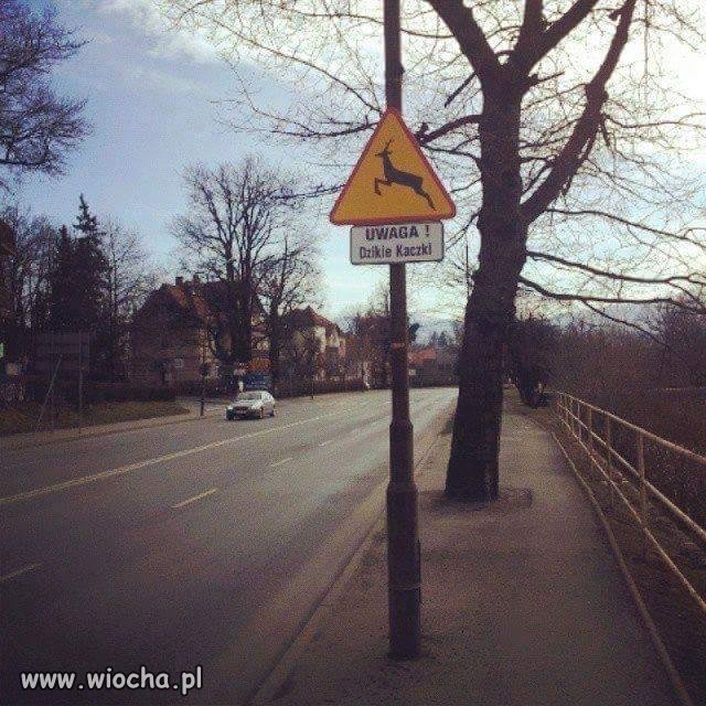 Znak z kaczką - zakazany.