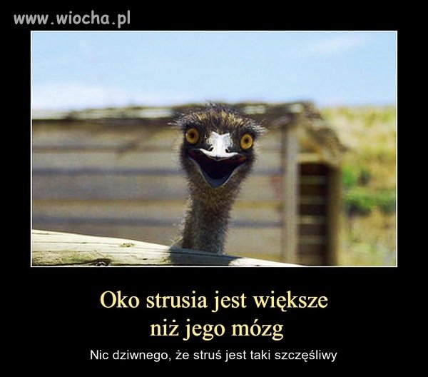 Recepta na szczęście wg. strusia