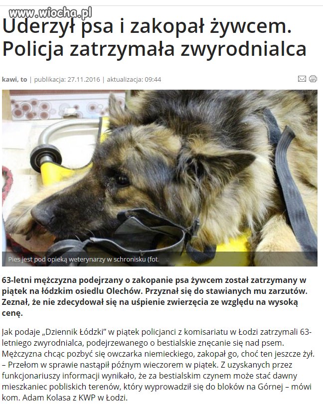 Człowiek to jednak bydlę