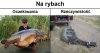 Przeważnie