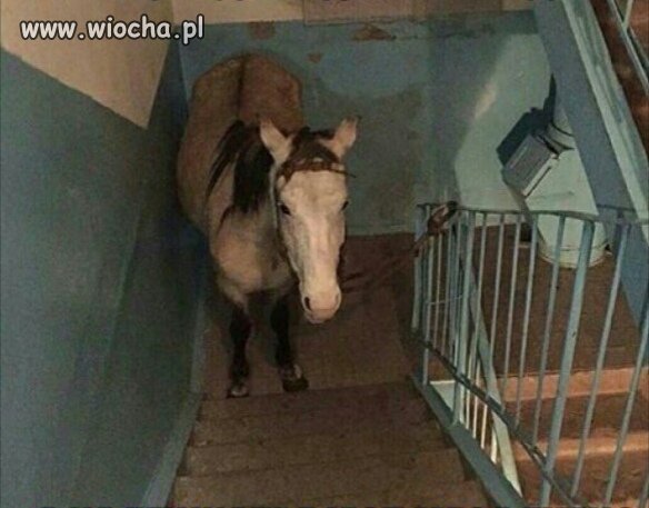 No co się tak gapisz, konia nie widziałeś