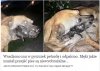 Jestem za tym żeby zwyrodnialcowi