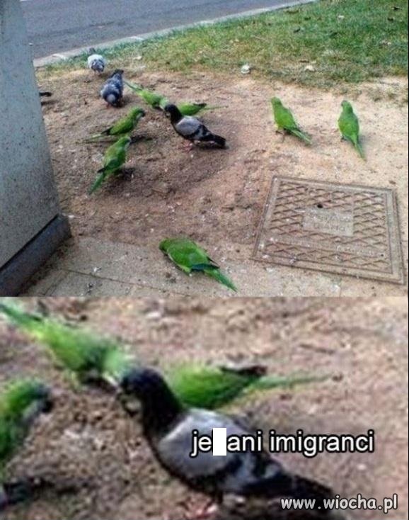 Imigranty wszędzie