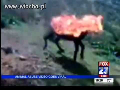 Donkeys, Muslim and Animals