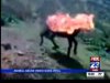 Donkeys, Muslim and Animals