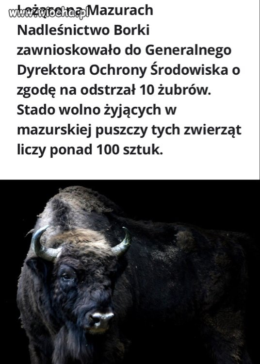 Sami sobie strzelcie