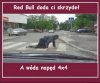 Red Bull doda ci skrzydeł