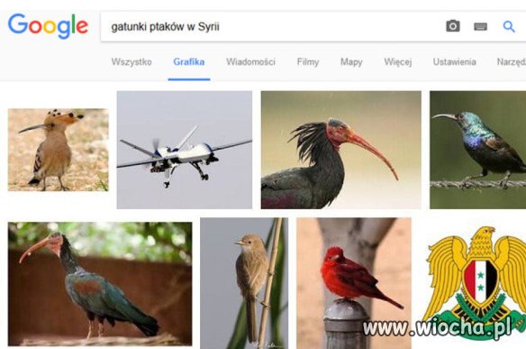 Gatunki ptaków w Syrii