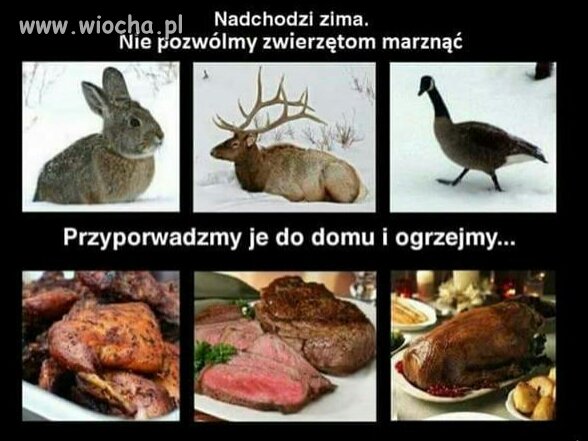 Kochasz zwierzęta ?