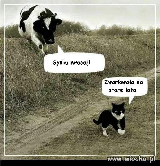 Zwariowała