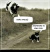 Zwariowała