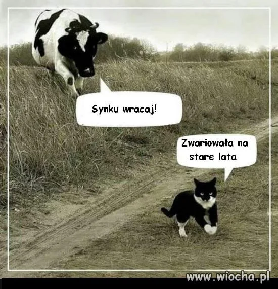 Zwariowała