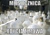 A gdzie główny bałwan?