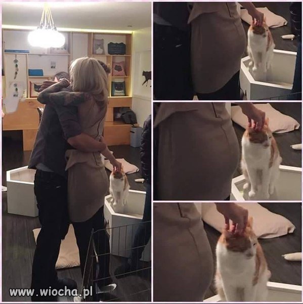 Jak miło Cię widzieć Kociaku