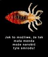 Przyrodnicze zagadki
