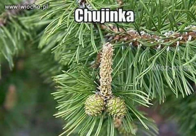 Znalezione w lesie