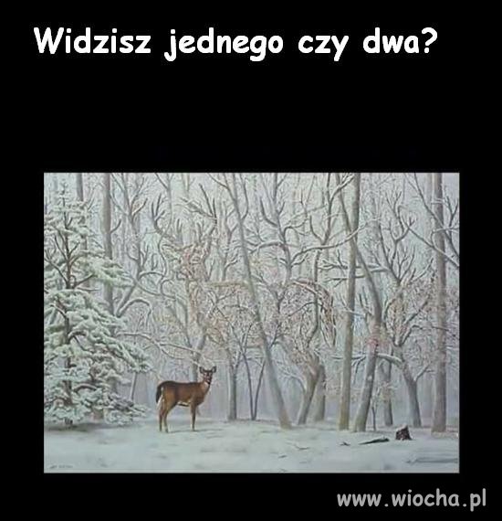 Widzisz jednego?