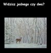 Widzisz jednego?