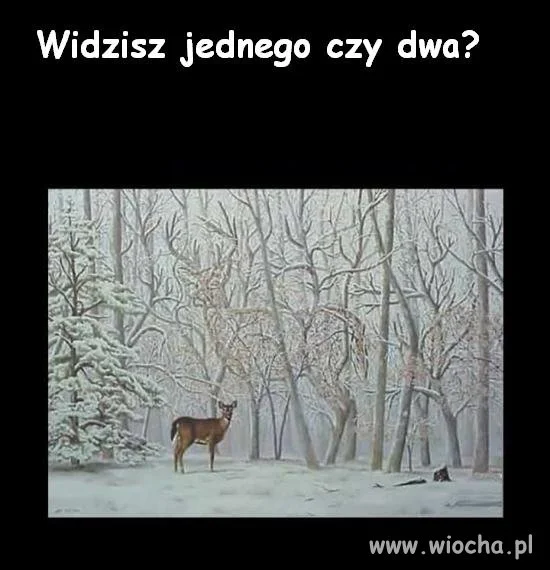 Widzisz jednego?