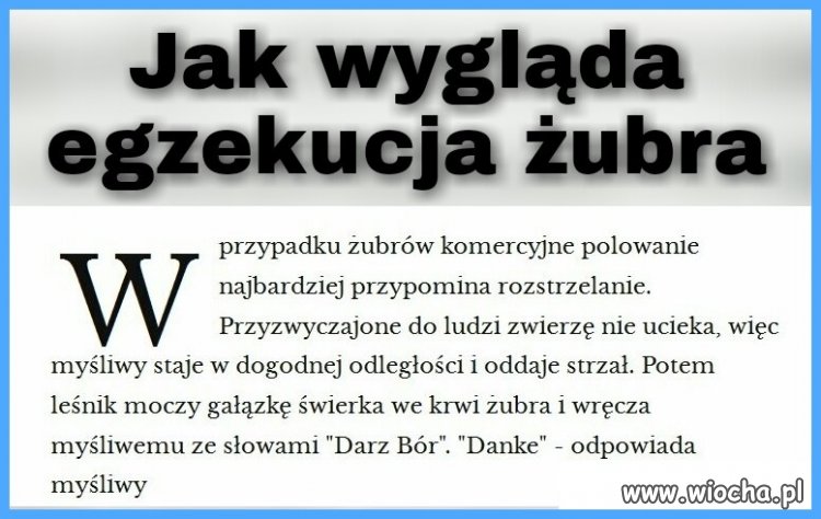 Szyszki pomysł na kasę dla 500+