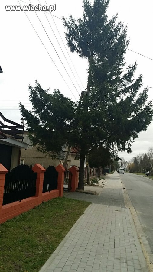 Jak nie obcinać choinek