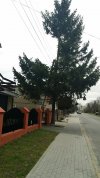 Jak nie obcinać choinek