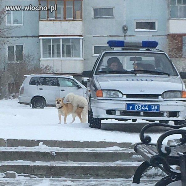 Nabór do policji przez rozmnażanie