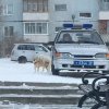 Nabór do policji przez rozmnażanie