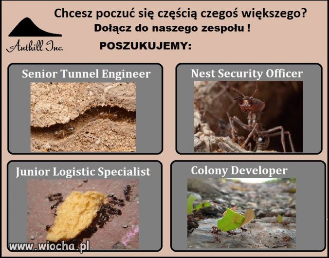 Korporacja w mrowisku