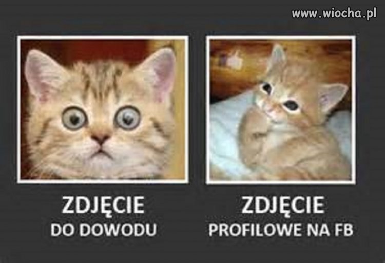 Z cyklu kocie fotki 