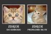 Z cyklu kocie fotki 