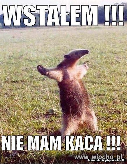 Wstałem bez kaca 