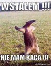 Wstałem bez kaca 