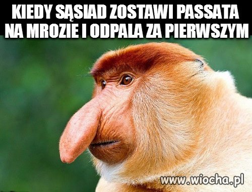 Ból dupy...