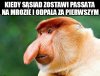 Ból dupy...