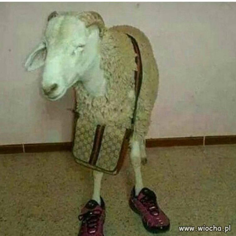 Miss ciapatych 2017