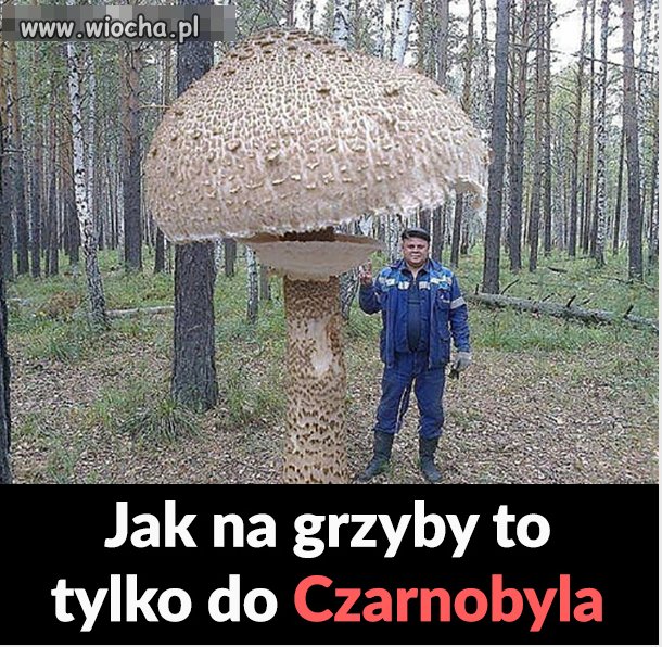 Trawa się czerwieni