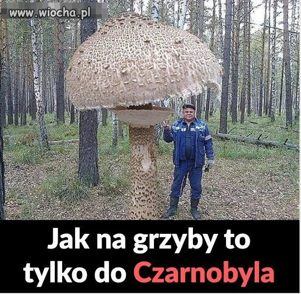 Trawa się czerwieni