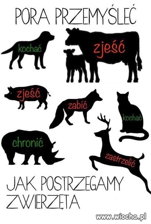 A Ty jaki masz stosunek do zwierząt